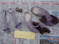 Cortinarius campholatus