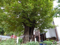 樹齢1000年のケヤキ