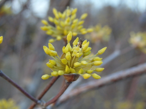 �ŋ߂̕��i20140407