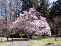 �ŋ߂̕��i20250412